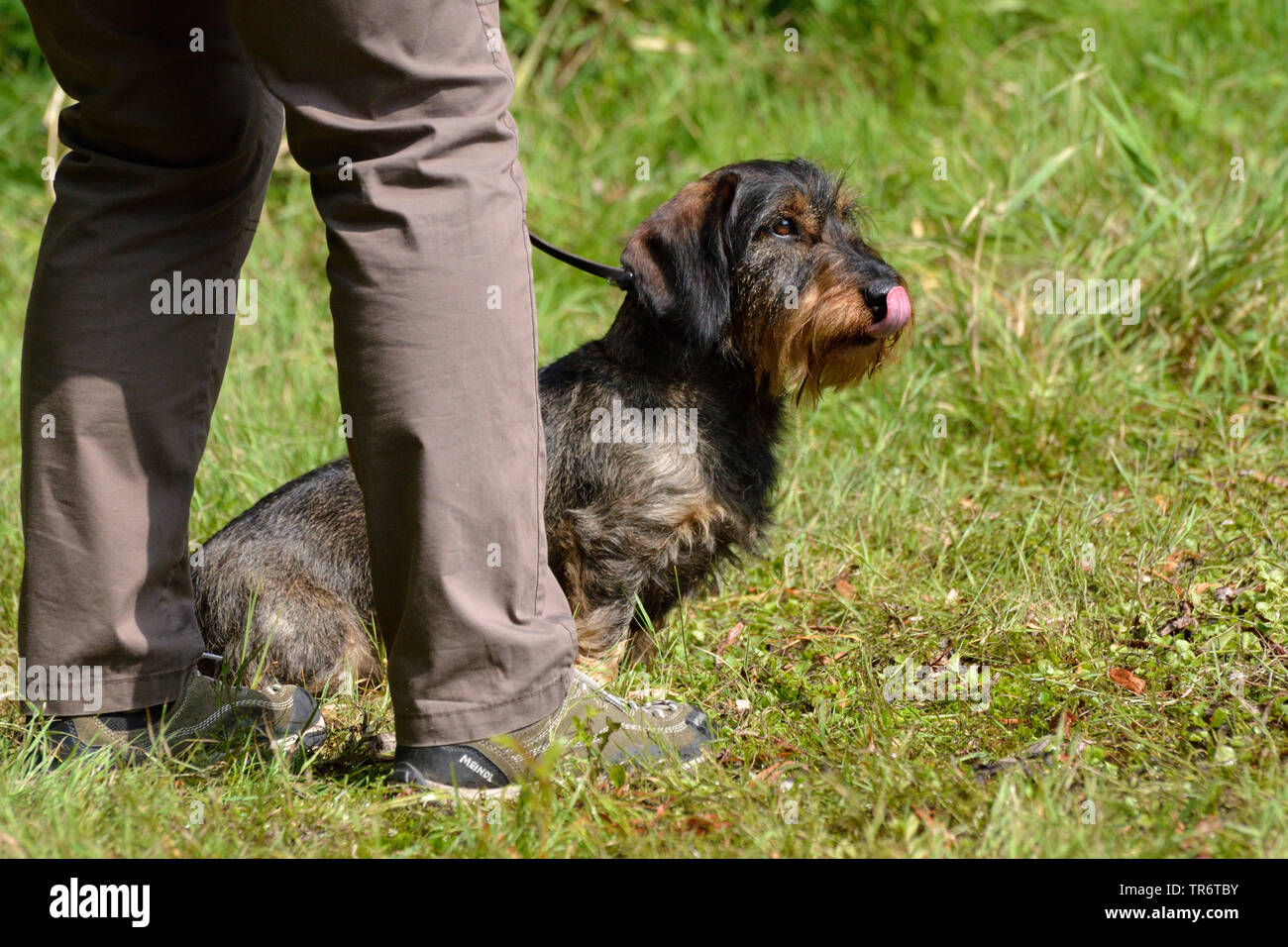 Teckel à poil dur, chien saucisse à poil dur, chien domestique (Canis lupus f. familiaris), avec excitation de l'attente dans la hunter, Allemagne Banque D'Images