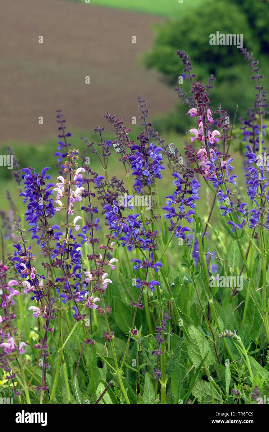 Meadow clary, meadow sauge (Salvia pratensis), Pays-Bas Banque D'Images