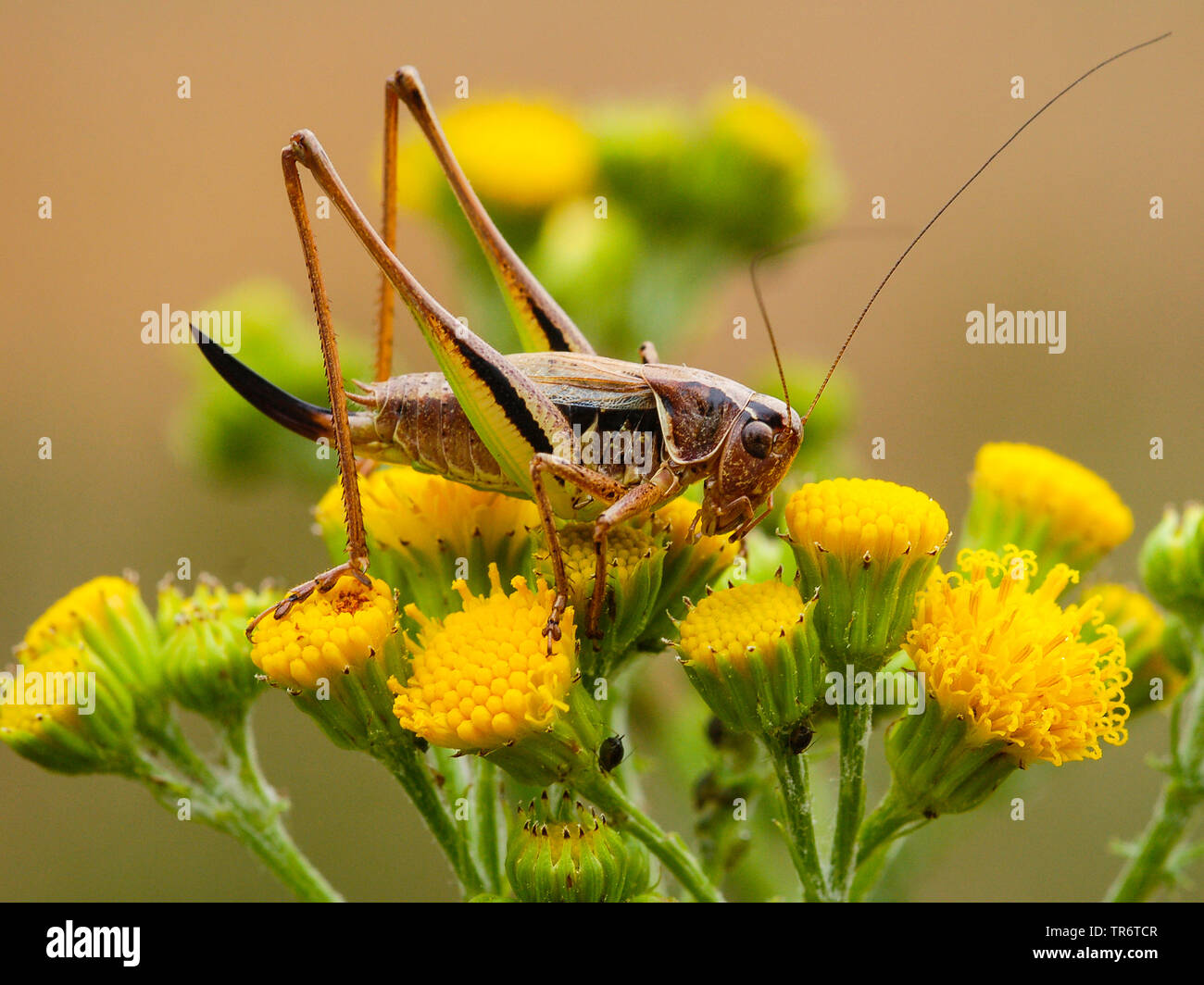 Bush tourbière tourbière, cricket bushcricket (Metrioptera brachyptera), Pays-Bas Banque D'Images