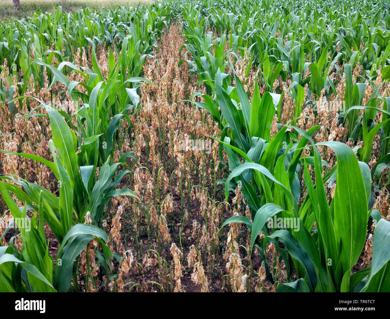 Le maïs, le maïs (Zea mays), les fèves comme culture-abri en champ de maïs pour l'azote, Allemagne, Rhénanie du Nord-Westphalie Banque D'Images
