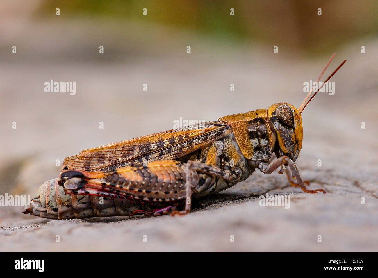 Criquet italien (Calliptamus italicus, Calliptenus cerisanus), Allemagne Banque D'Images