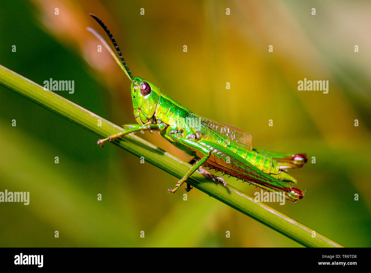 Or petite sauterelle (Chrysochraon brachypterus, Euthystira brachyptera), Autriche Banque D'Images