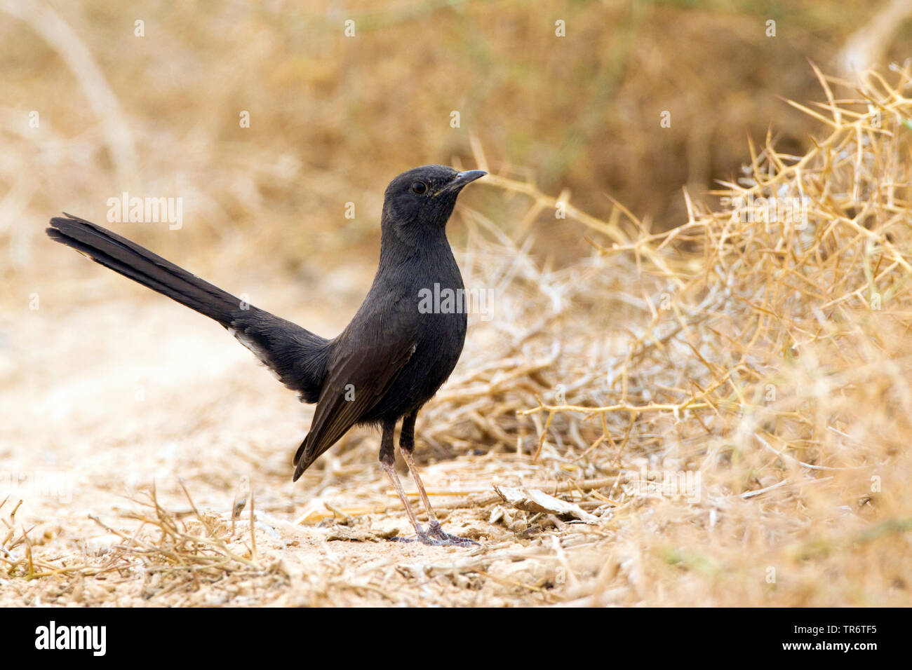 Gommage noir robin (Cercotrichas podobe), Israël Banque D'Images