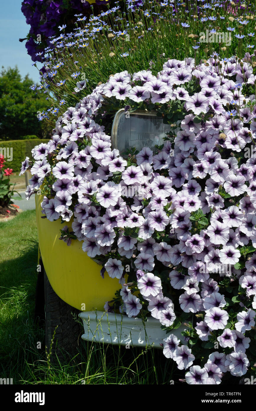 Jardin pétunia (Petunia x hybrida, Petunia-Hybride), location couvert de fleurs de pétunias, France, Bretagne Banque D'Images