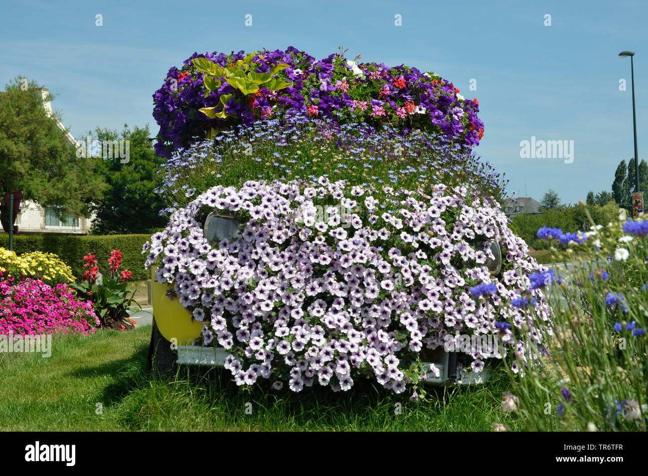 Jardin pétunia (Petunia x hybrida, Petunia-Hybride), location couvert de fleurs de pétunias, France, Bretagne Banque D'Images