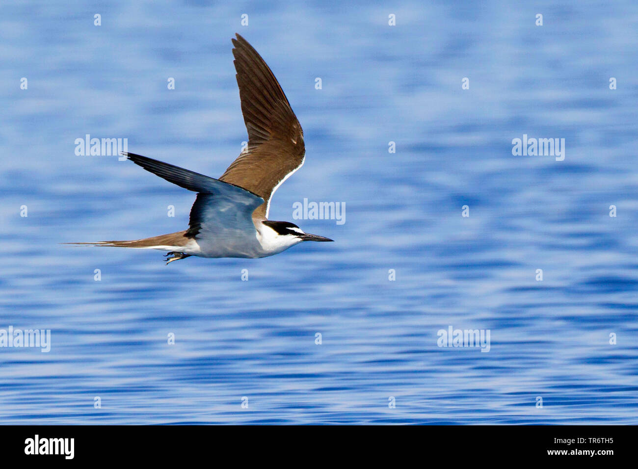 Sterne bridée (Sterna anaethetus, Onychoprion anaethetus), Égypte, Wadi Lahami Banque D'Images