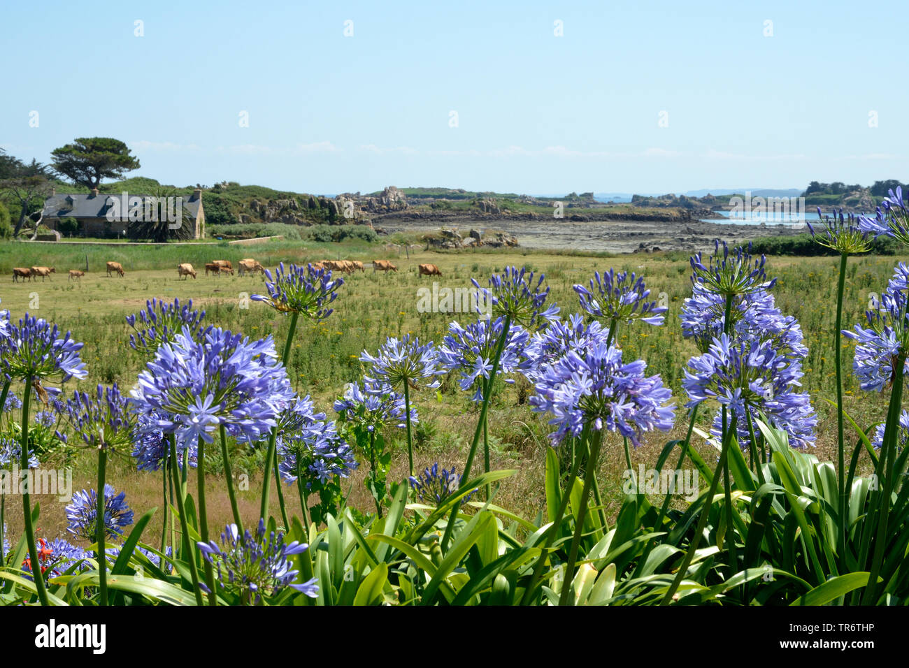 Lily (Agapanthus-Hybride africaine), qui fleurit au bord d'un pâturage près de la côte, France, Bretagne, Ile de Bréhat Banque D'Images