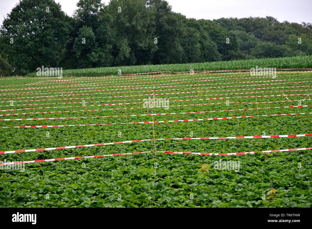 Fraisier (Fragaria spec.), champ de fraises avec bandes de barrière, l'Allemagne, en Rhénanie du Nord-Westphalie, Ruhr, Herne Banque D'Images