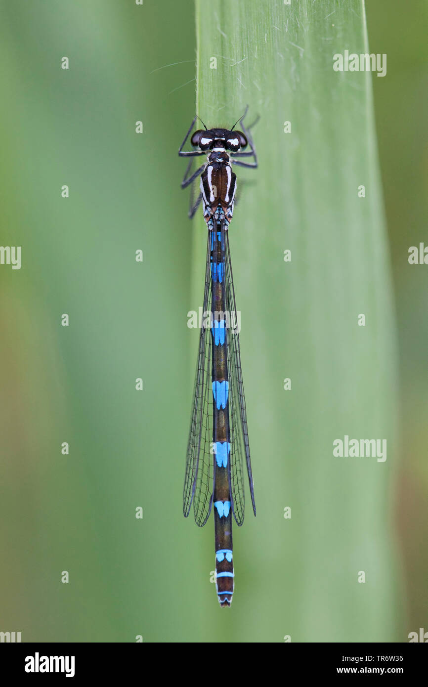 Demoiselle Coenagrion pulchellum (variable), femme, Pays-Bas, Gueldre Banque D'Images