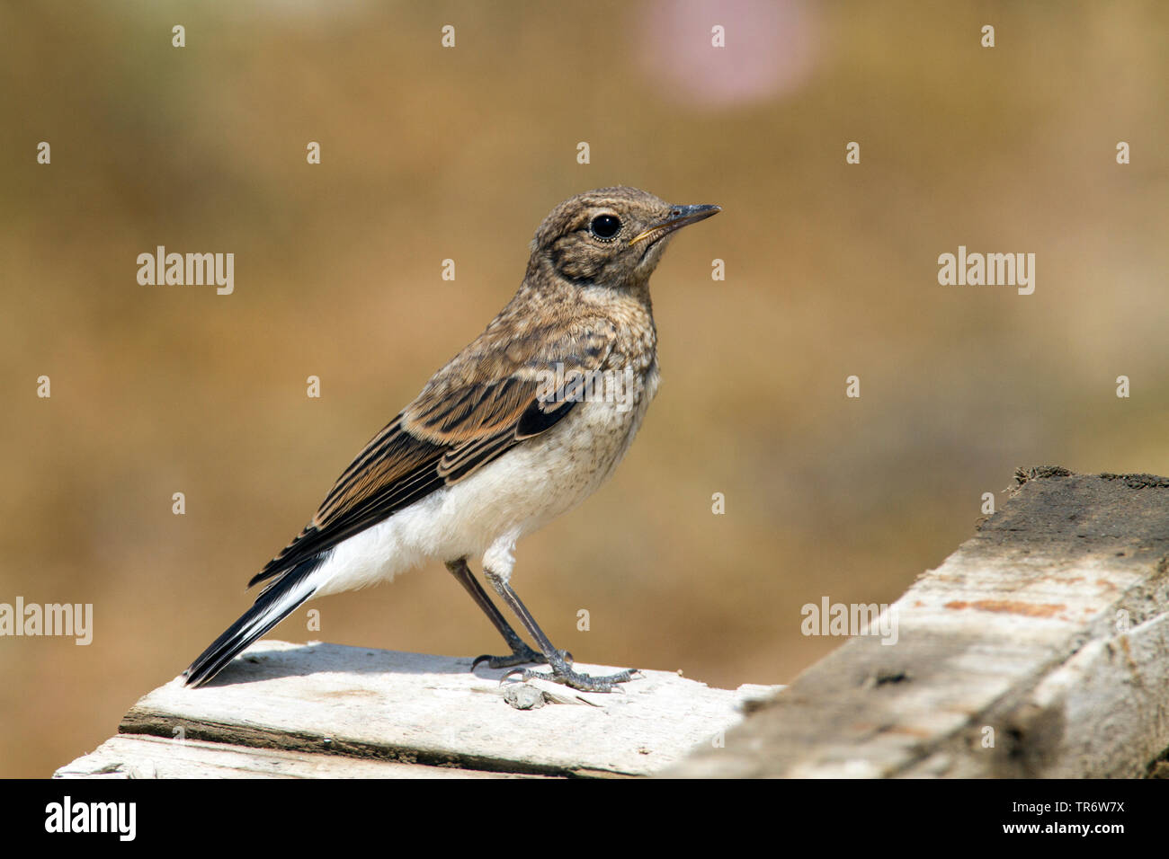 Traquet de Finsch (Oenanthe finschii), juvénile, l'Iran, Mazandaran Banque D'Images