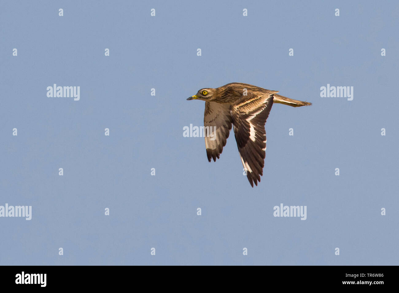 Stone-curlew (Burhinus bistriatus), voler, Egypte, El Gouna Banque D'Images