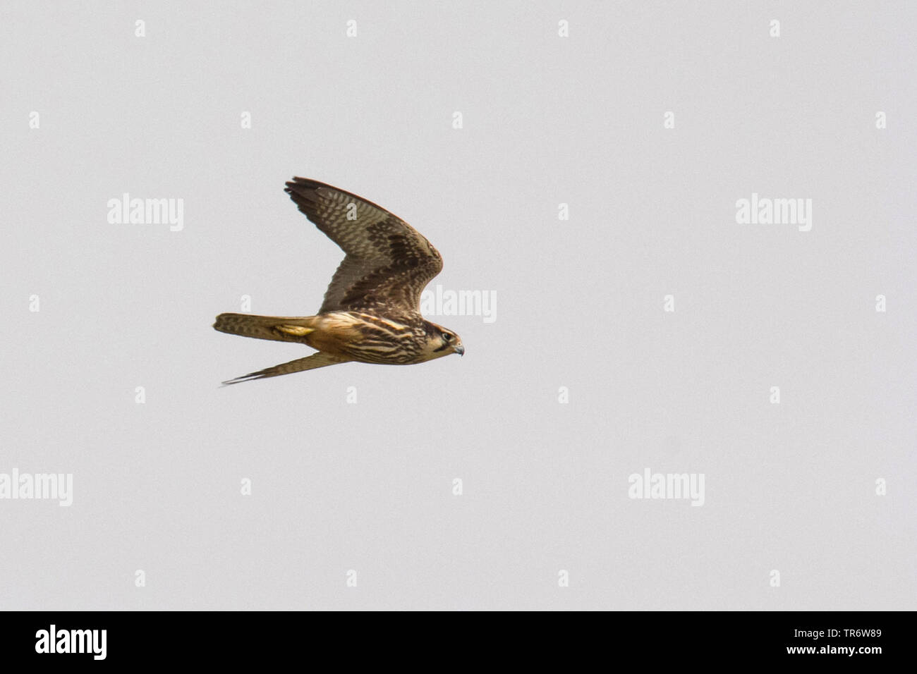 Faucon lanier (Falco biarmicus) feldeggii feldeggii, Falco, voler, Egypte, El Gouna Banque D'Images