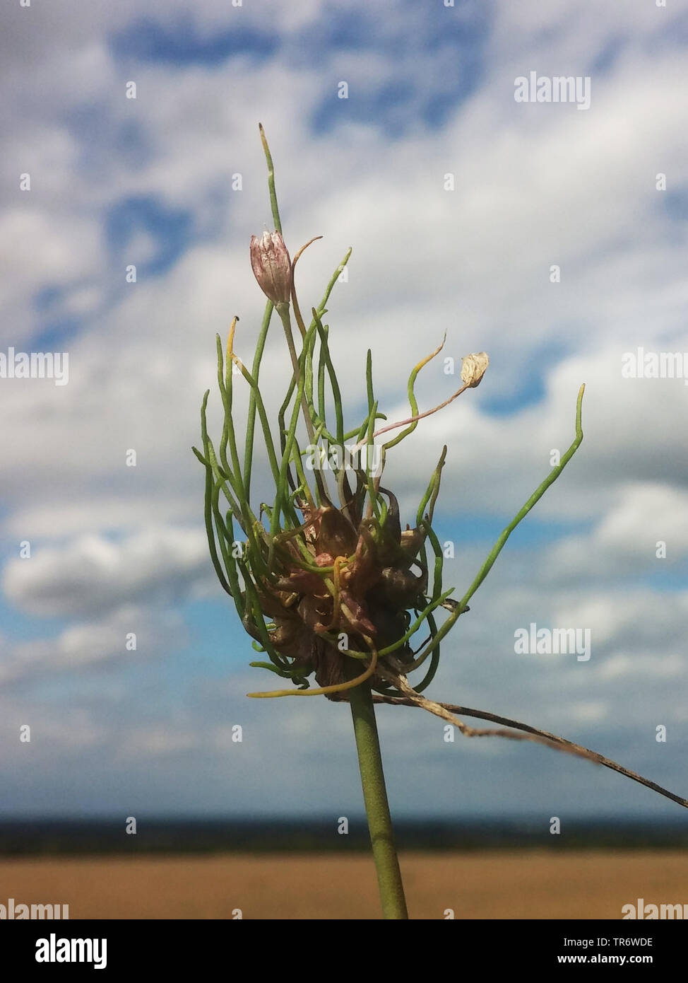 Domaine de l'ail, l'ail des ours (Allium oleraceum), l'inflorescence de fleurs et de bulbilles, Allemagne, Rhénanie du Nord-Westphalie Banque D'Images