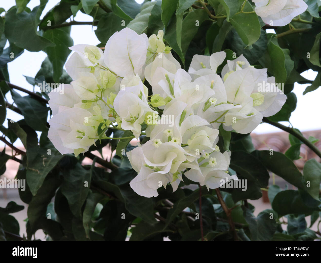 L'usine de papier, quatre-o'clock (Bougainvillées spec.), qui fleurit blanc, Espagne, Îles Baléares, Majorque Banque D'Images