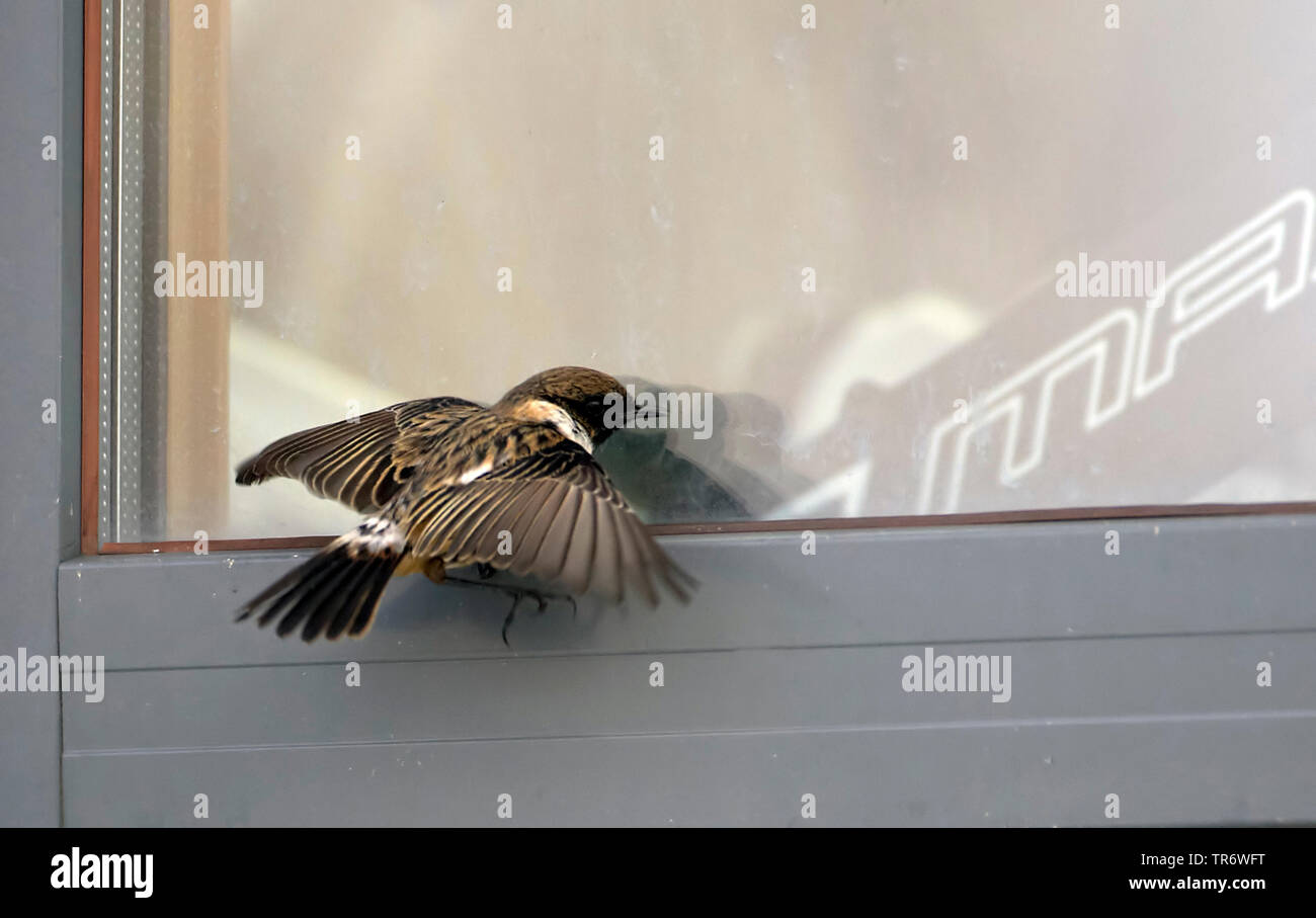 Common Stonechat (Saxicola torquata Saxicola rubicola rubicola,), homme planant devant une fenêtre, la lutte contre son propre reflet, Finlande Banque D'Images