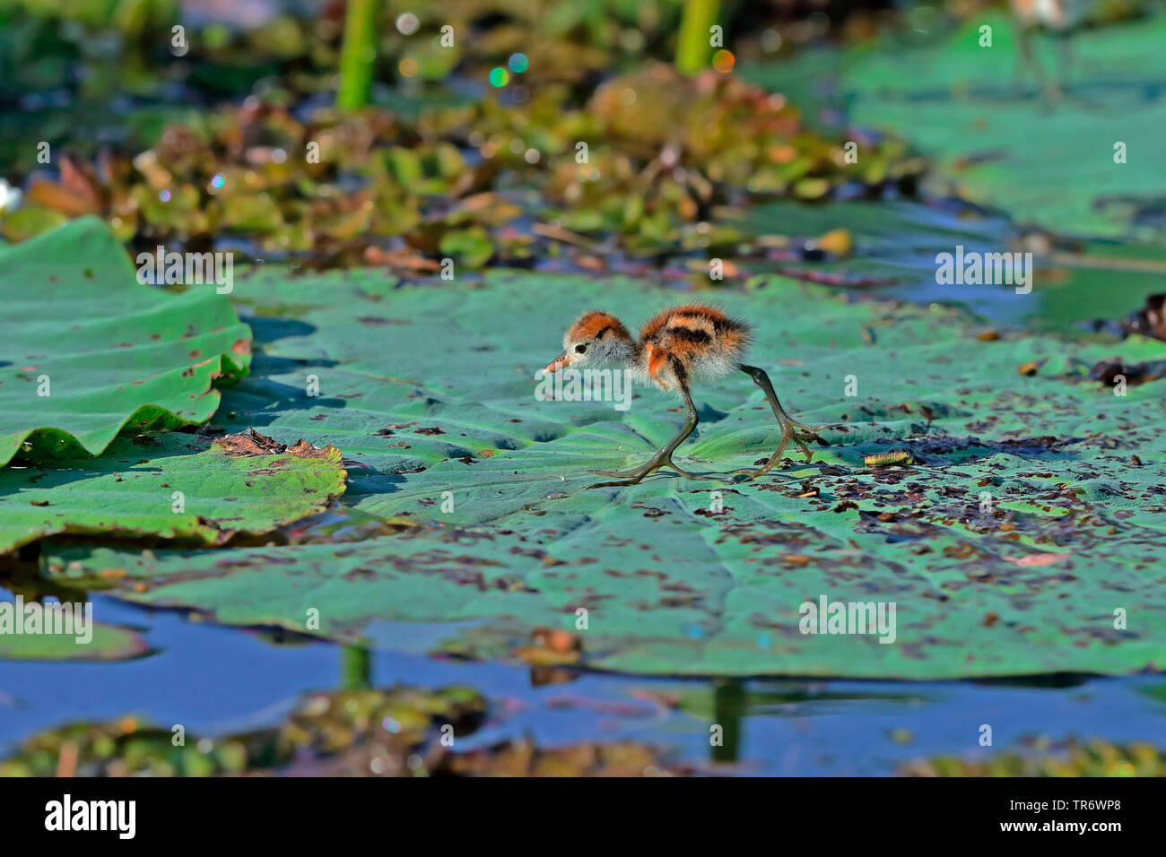 Comb-crested jacana (Irediparra gallinacea, Metopidius gallinacea, Jacana gallinacea), chick sur une usine de traitement de l'eau, de l'Australie, Territoire Northerm Banque D'Images