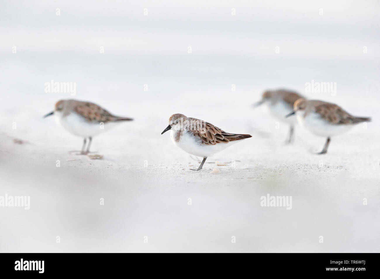 Passage à col roux (Calidris ruficollis), l'hivernage en Australie, Australie Banque D'Images