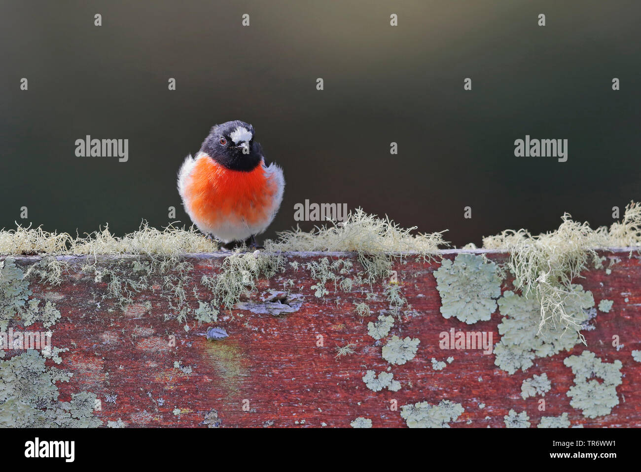 Miro écarlate Petroica boodang, (Petroica boodang), l'Australie, la Tasmanie, Bruny Island Banque D'Images