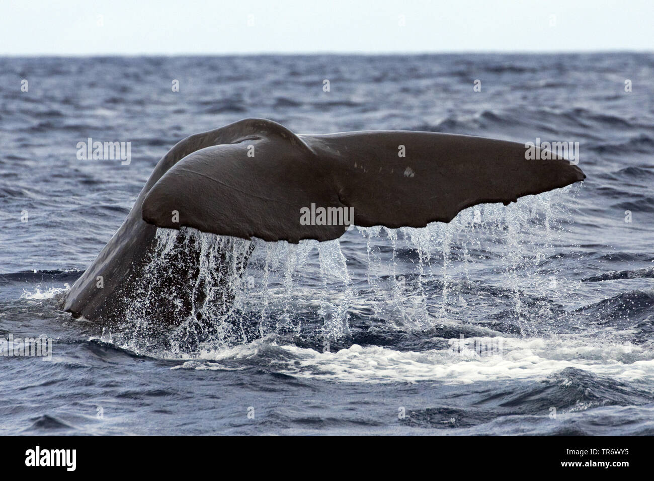 Cachalot, grand cachalot, spermacet, baleine cachalot (Physeter macrocephalus, Physeter catodon), montrant le fluke en descendant, Açores Banque D'Images