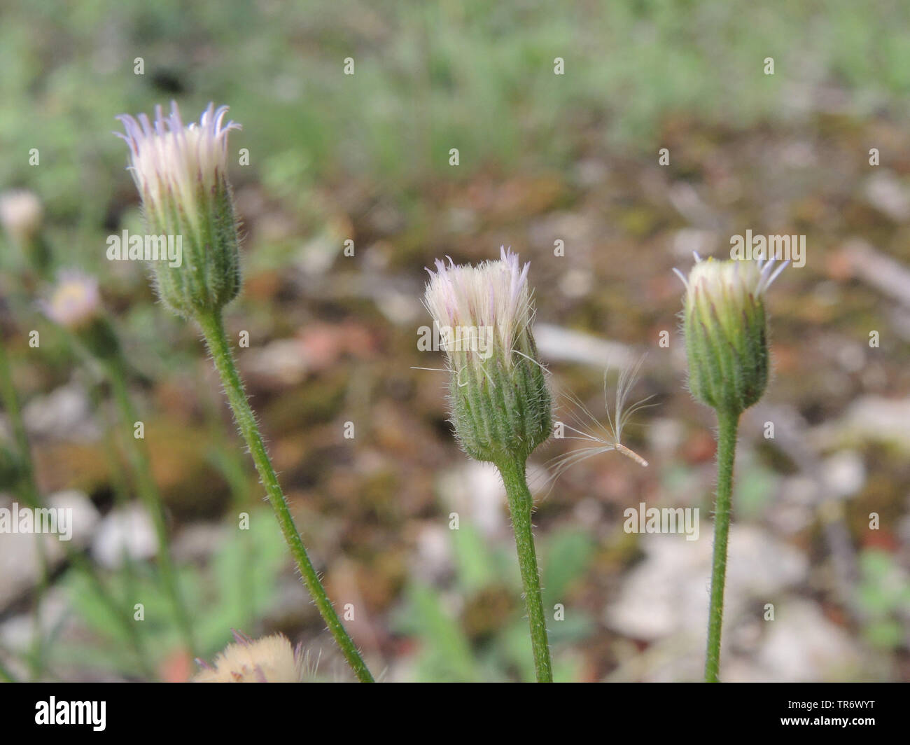 Fleabane amer, Bleu (vergerette Erigeron acris, Erigeron acer), la floraison, l'Allemagne, Rhénanie du Nord-Westphalie Banque D'Images