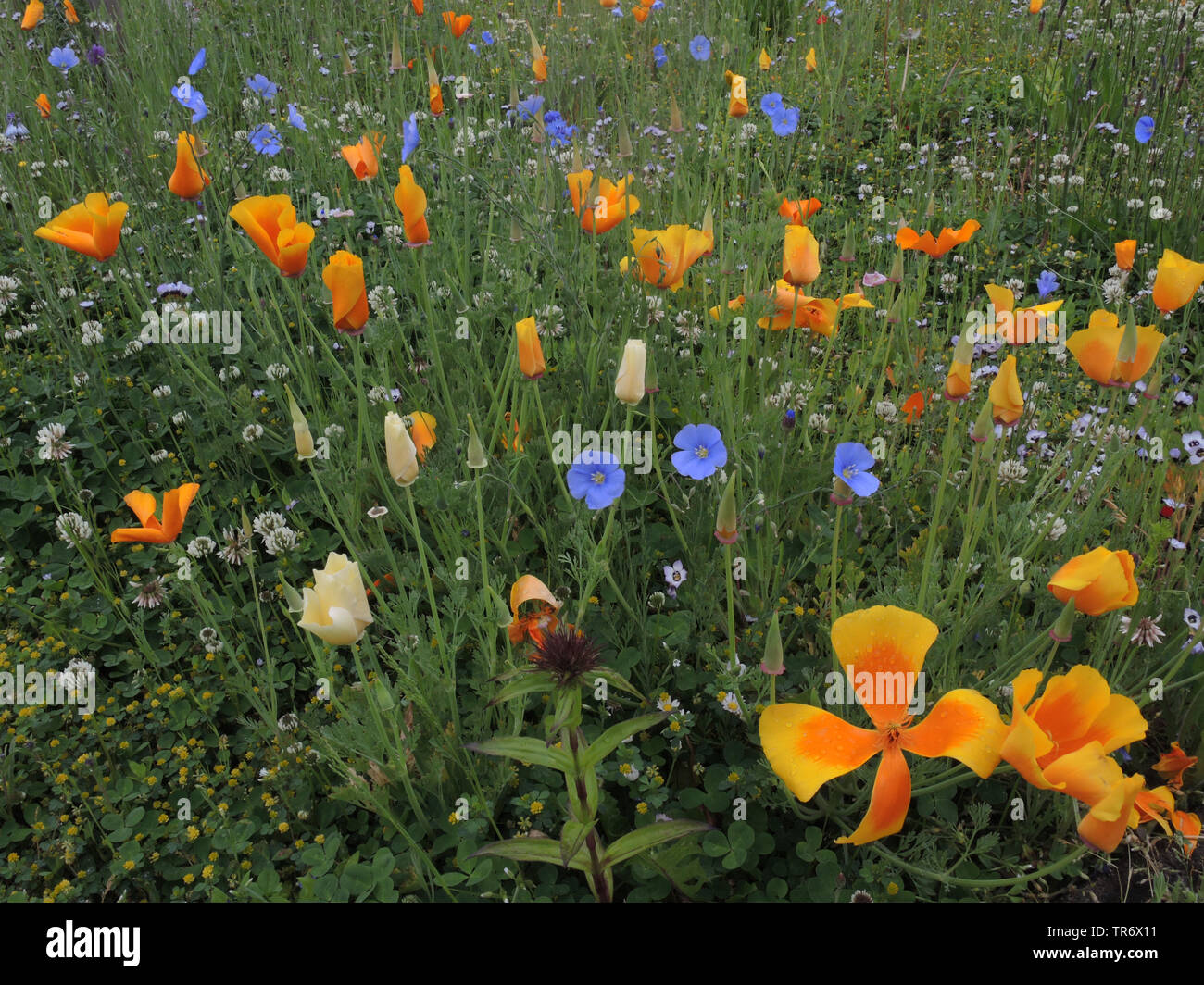 Pavot de Californie, pavot de Californie, gold poppy (Eschscholzia californica), mélange de plantes annuelles d'été comme un pré, Allemagne, Rhénanie du Nord-Westphalie Banque D'Images