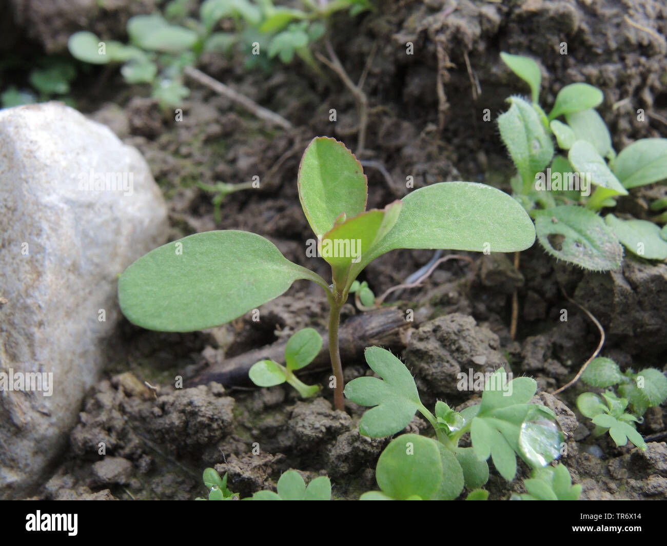 L'euphorbe ésule, wartweed soleil d'été, l'euphorbe ésule (Euphorbia helioscopia), plantule, Allemagne, Rhénanie du Nord-Westphalie Banque D'Images