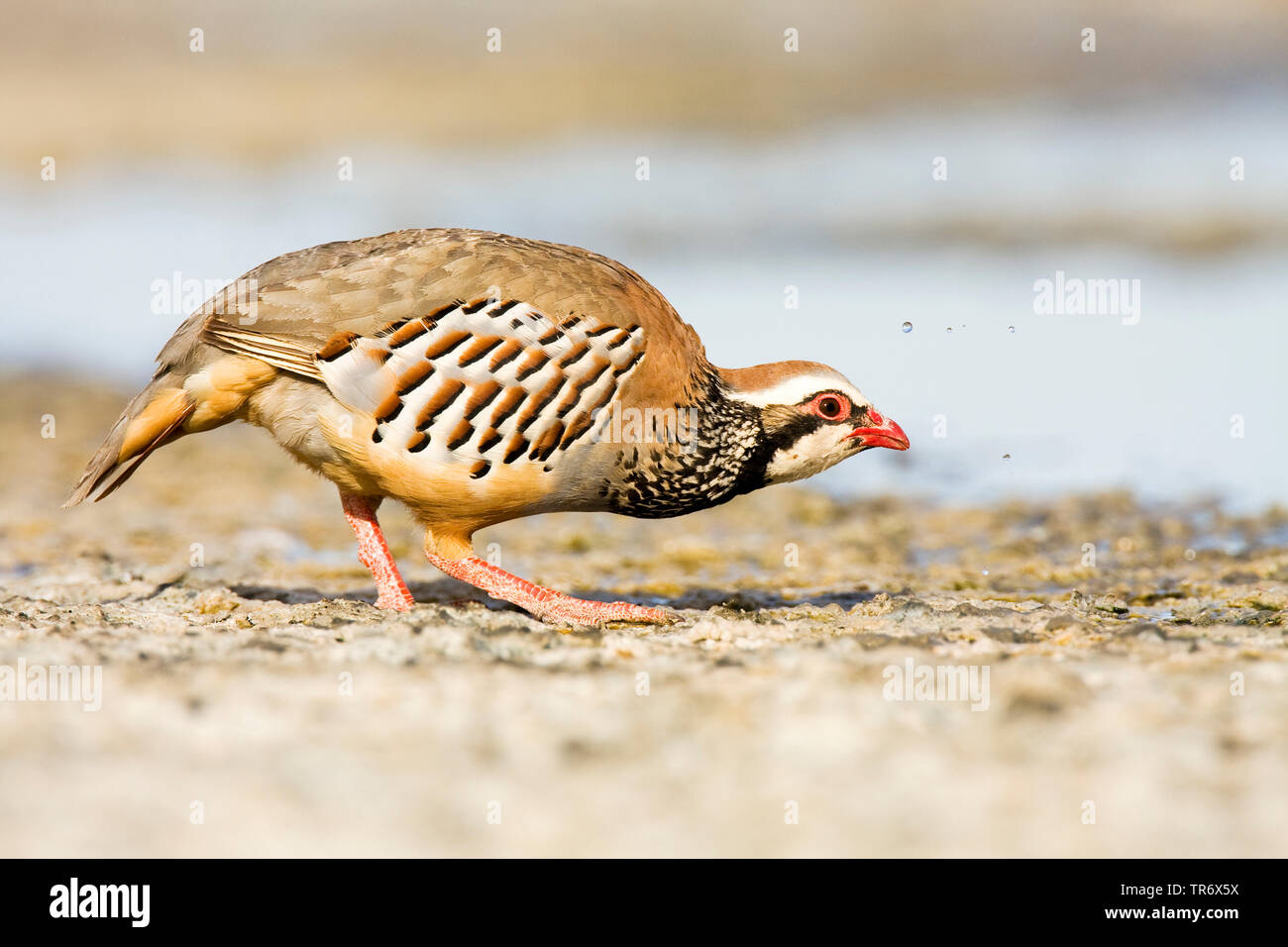 Red-legged partridge (Alectoris rufa), l'Espagne, Tolède Banque D'Images