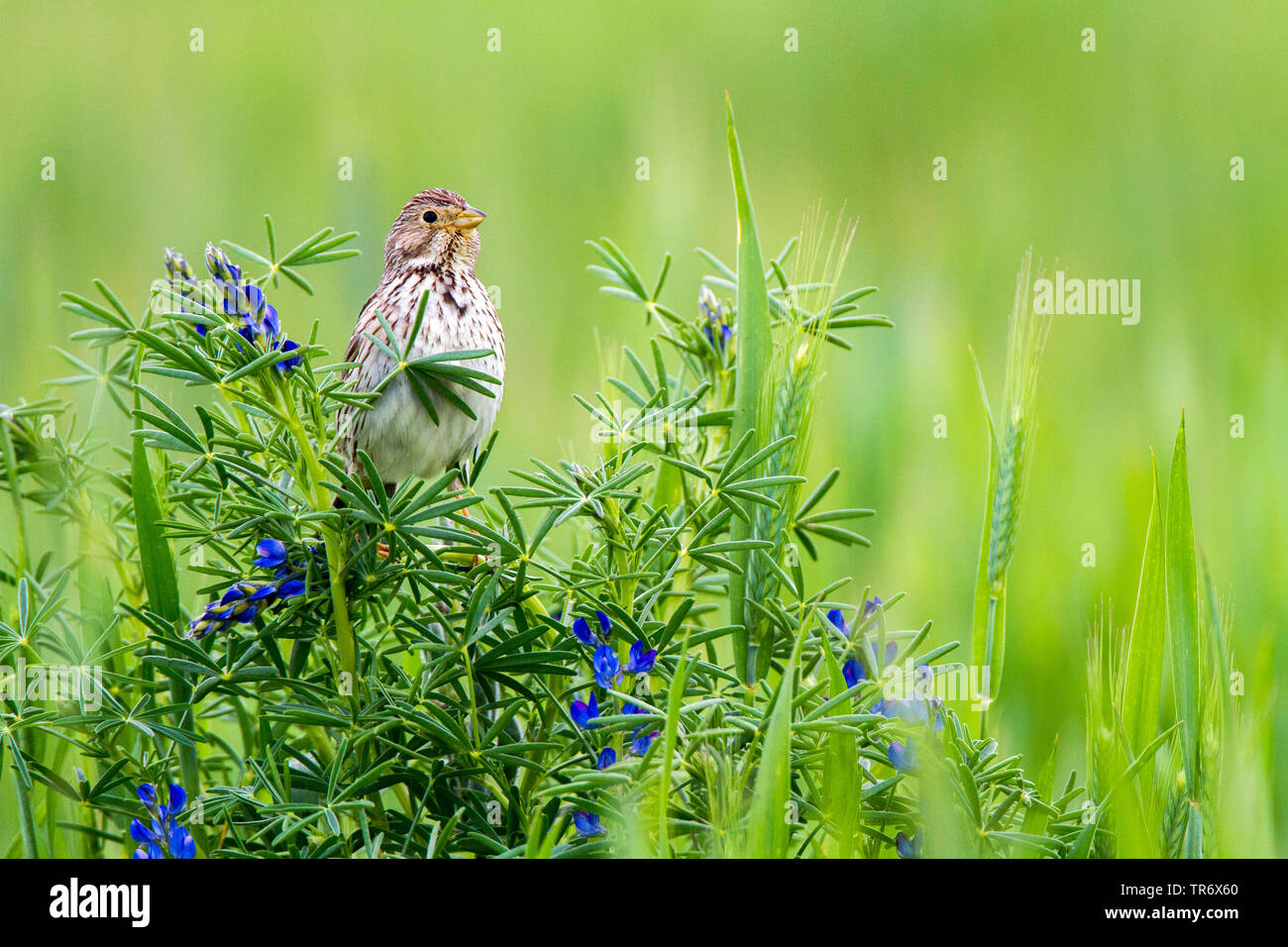 Bruant proyer (Emberiza calandra, Miliaria calandra), assis sur un lupin, Lupinus angustifolius, Espagne, Tolède Banque D'Images