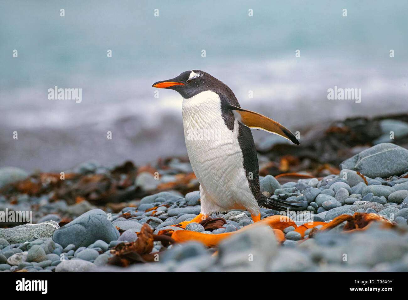Gentoo pingouin (Pygoscelis papua), marchant sur la plage de l'île Macquarie, Australie Banque D'Images