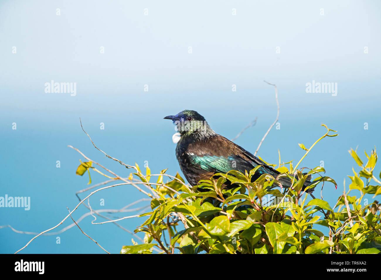 Parson oiseau (Prosthemadera novaeseelandiae), perché sur un buisson, Nouvelle-Zélande, île du Sud Banque D'Images