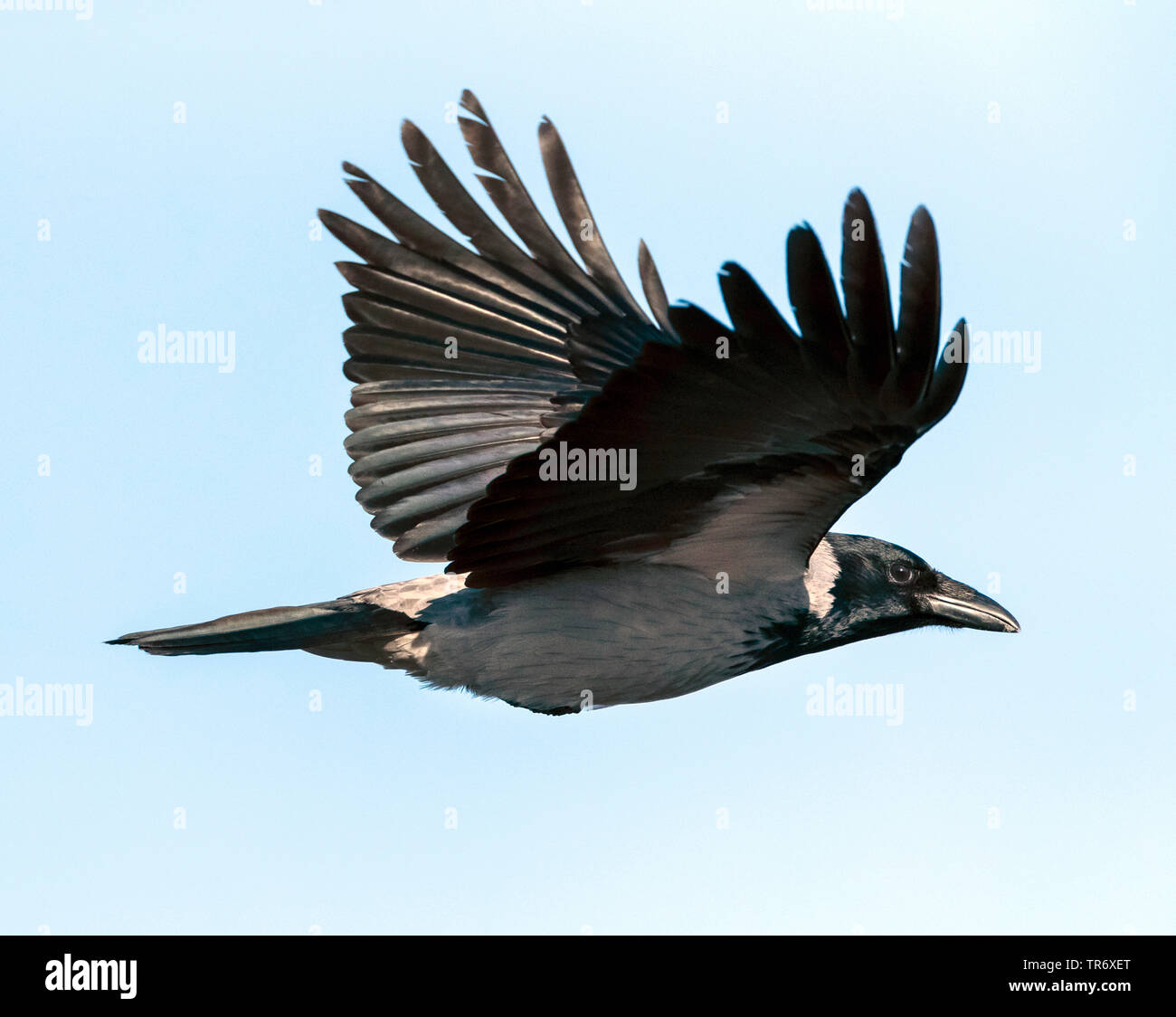 Hooded crow (Corvus corone cornix, Corvus cornix), voler, Bulgarie Banque D'Images