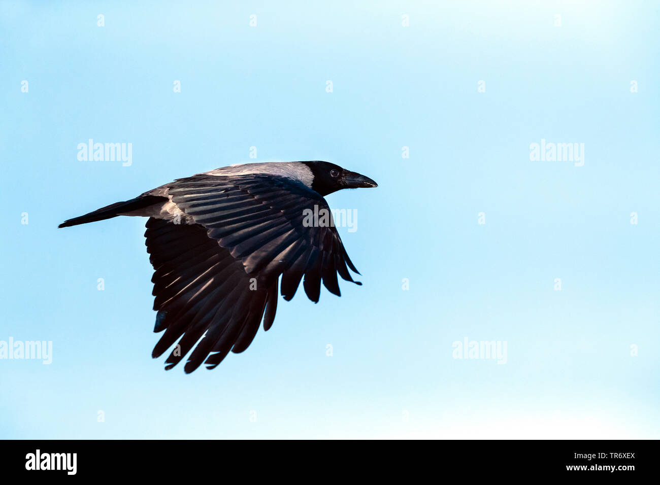 Hooded crow (Corvus corone cornix, Corvus cornix), voler, Bulgarie, Venetiko Apartments Banque D'Images