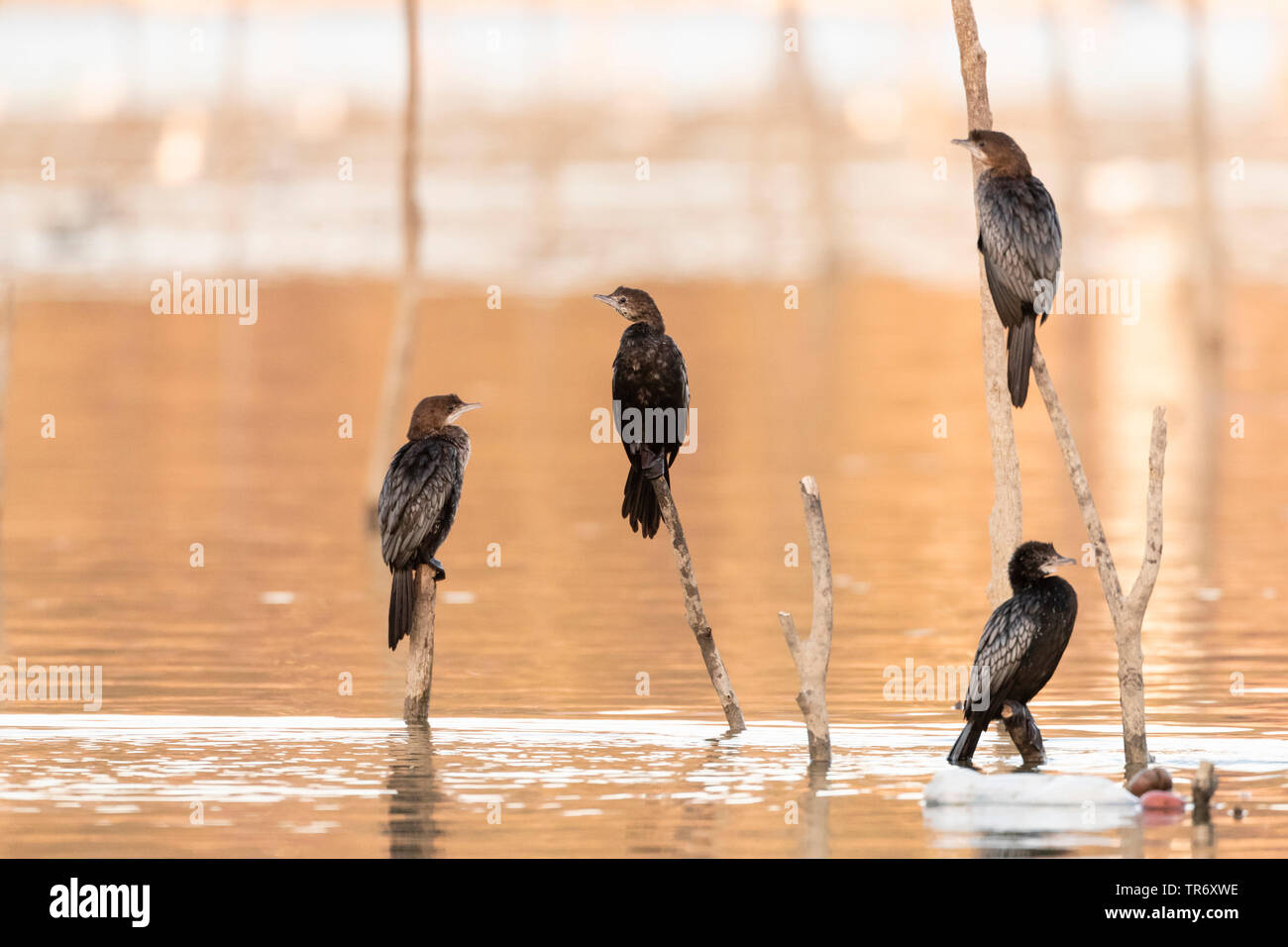 Cormoran pygmée (Phalacrocorax pygmeus, Turdus pygmaeus), à la fin de l'hiver au lac Kerkini, Grèce, Lake Kerkini Banque D'Images