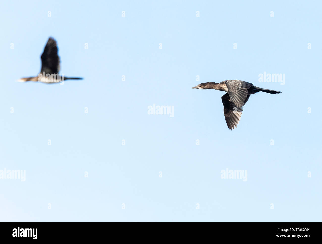 Cormoran pygmée (Phalacrocorax pygmeus, Turdus pygmaeus), voler, Bulgarie Banque D'Images