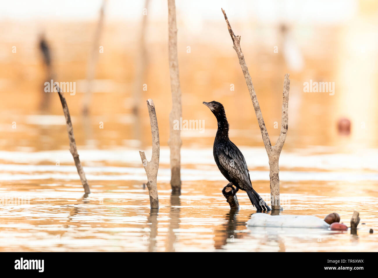 Cormoran pygmée (Phalacrocorax pygmeus, Turdus pygmaeus), assis sur un post, la Grèce, le lac Kerkini Banque D'Images