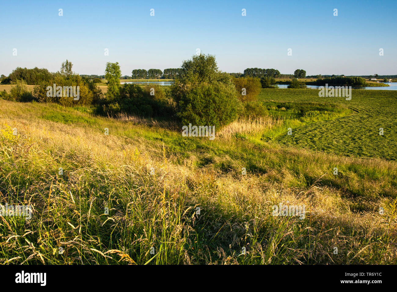 Les plaines inondables de la rivière Nederrijn au printemps, Pays-Bas, Utrecht, Amerongse Berg, Amerongen Banque D'Images