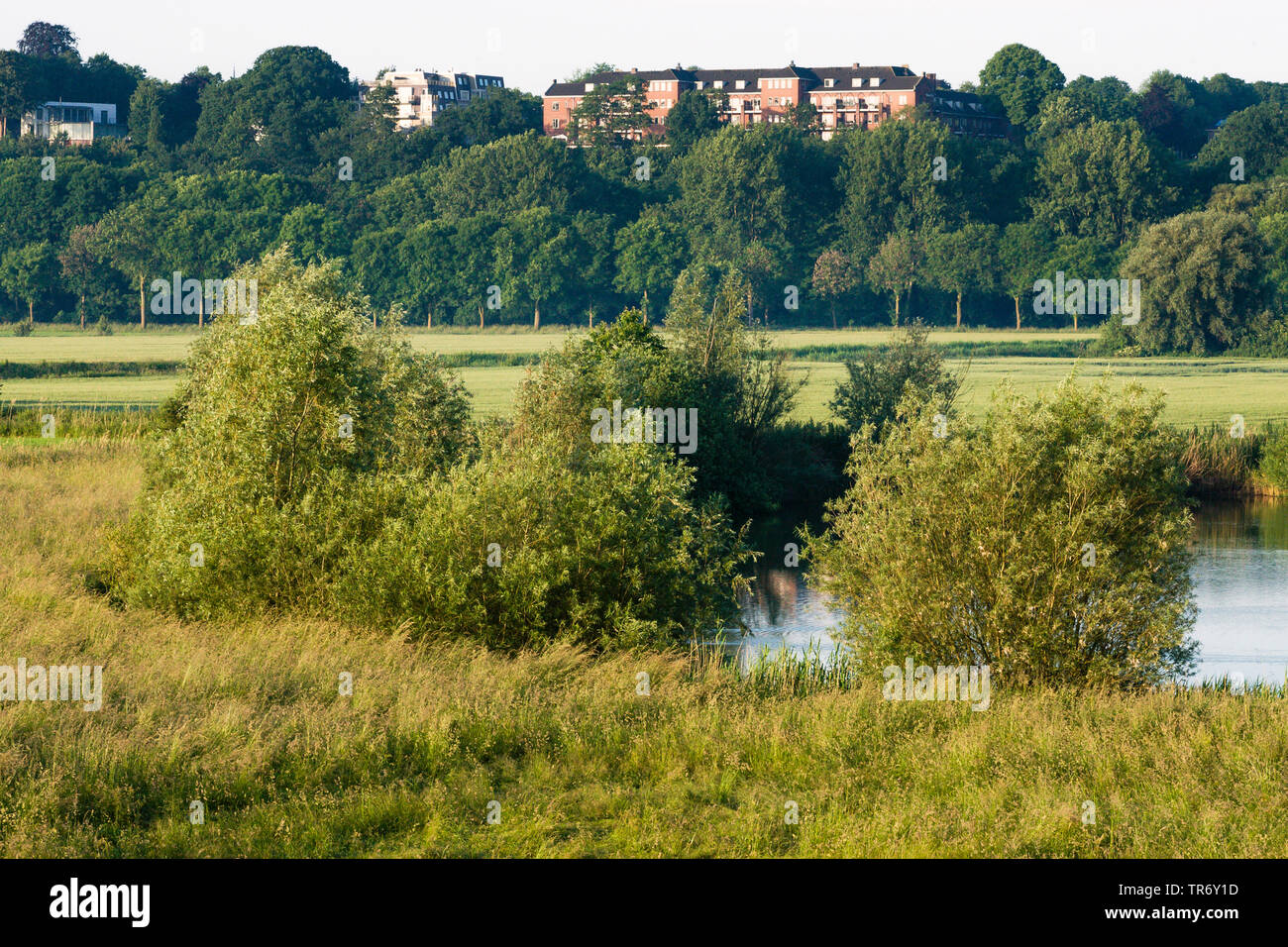 Au prairie Ooijpolder au printemps avec des maisons en arrière-plan, Pays-Bas, Gueldre, Ooijpolder Banque D'Images