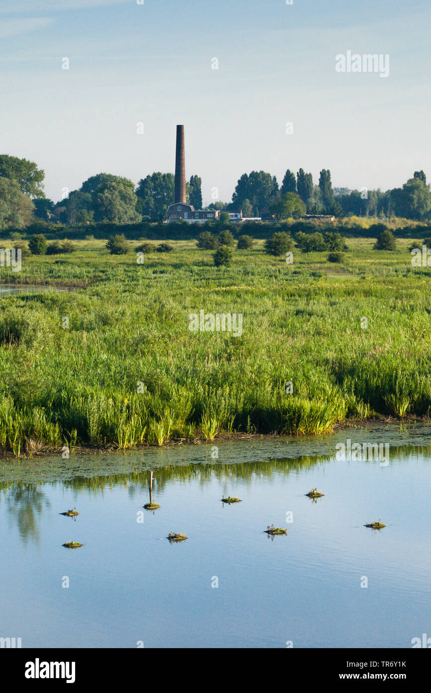 Avec des zones humides au printemps en usine, Pays-Bas, Gueldre, Ooijpolder Banque D'Images