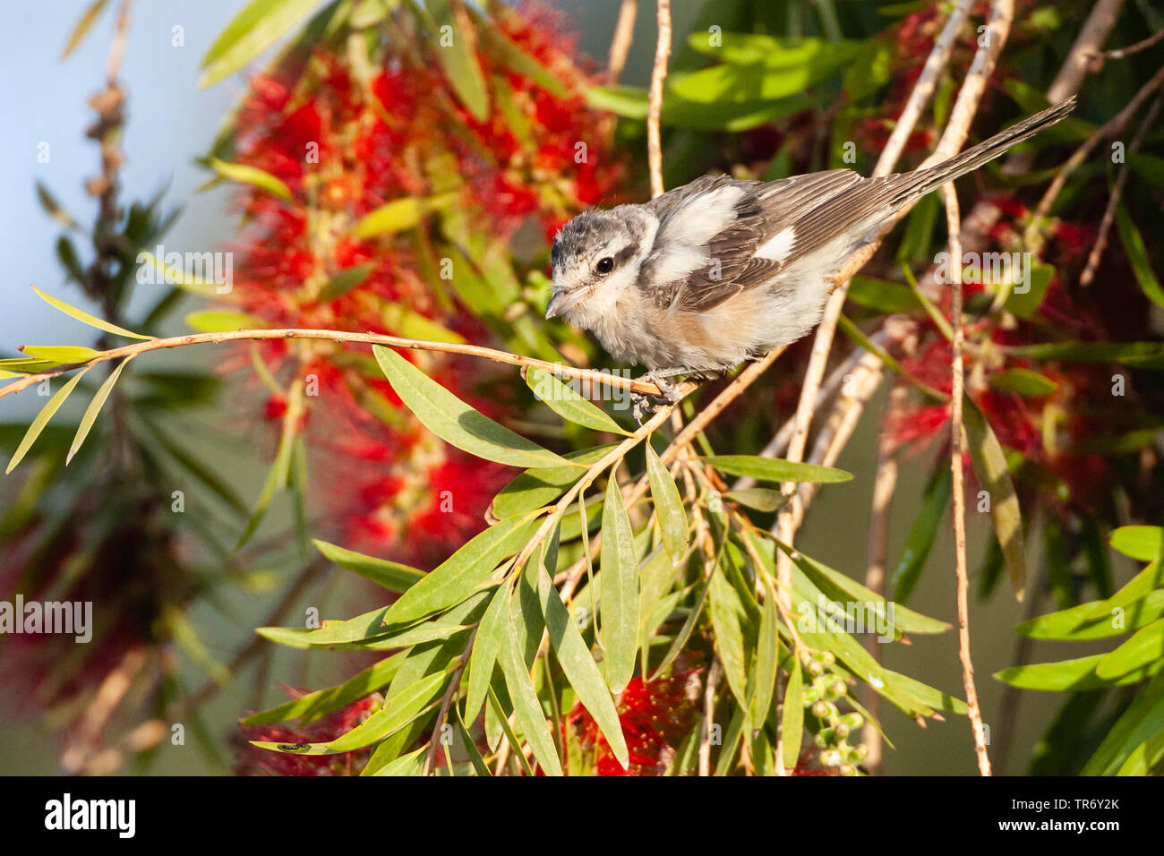 Masked Shrike (Lanius nubicus), femme, Israël Banque D'Images