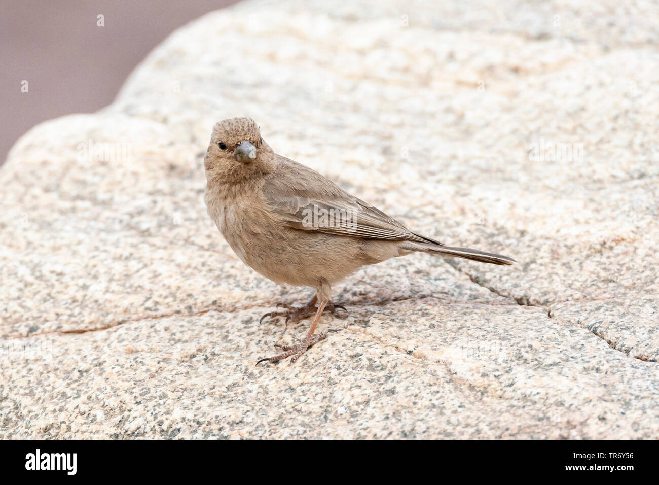 Sinai rosefinch (Carpodacus synoicus), femme perché sur une roche blanche, oiseau national de Jordanie, d'Israël, Eilat Negev, Banque D'Images