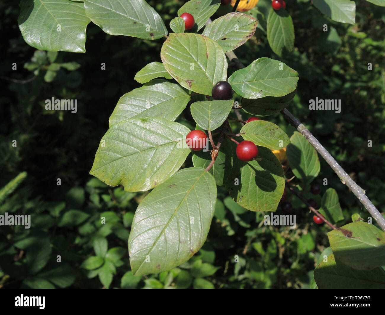 Alder buckthorn, nerprun bourdaine (Rhamnus frangula, Frangula alnus),  branche avec fruits, Allemagne, Rhénanie du Nord-Westphalie Photo Stock -  Alamy