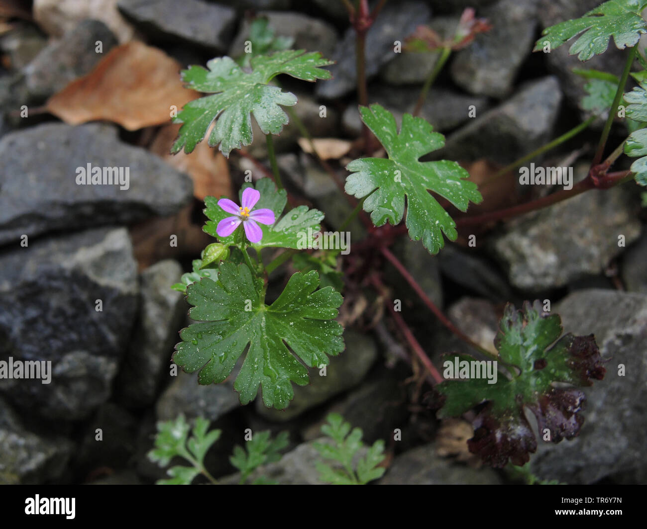 Géranium sanguin (Geranium lucidum brillant), qui fleurit entre les ballasts de chemin de fer, en Allemagne, en Rhénanie du Nord-Westphalie Banque D'Images