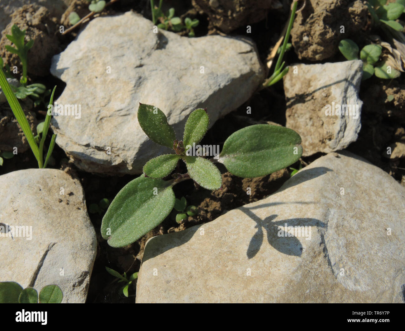 Gaillet, éleusine, Catchweed le gaillet (Galium aparine), plantule, Allemagne, Rhénanie du Nord-Westphalie Banque D'Images