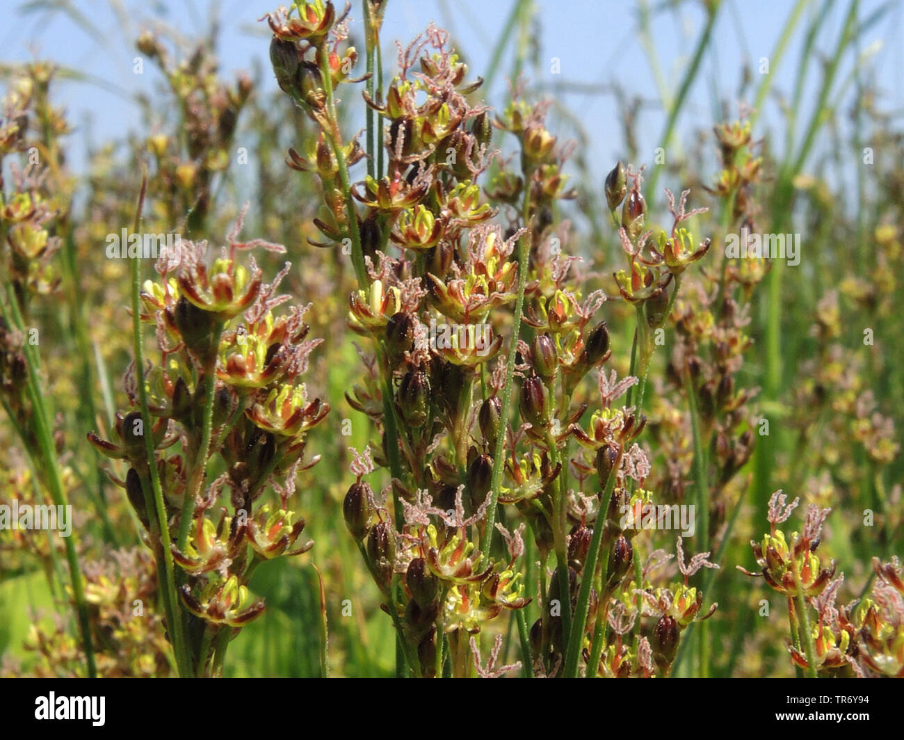 L'herbe noire, pointe-noire, pointe d'herbe de marais de sel (Juncus gerardii), la floraison, l'Allemagne, Schleswig-Holstein, dans le Nord de la Frise Orientale Banque D'Images