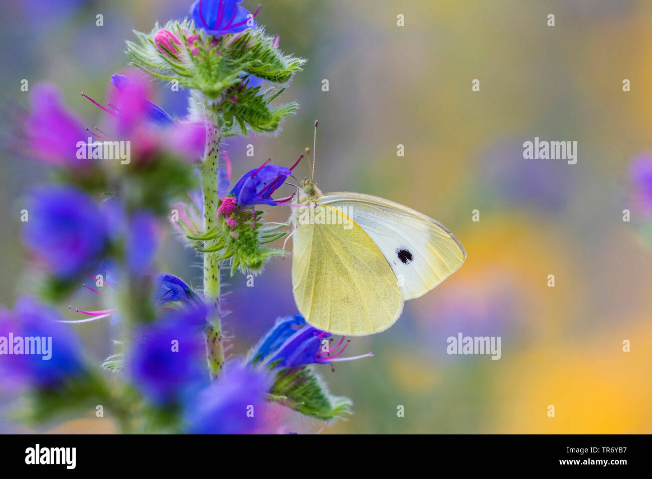 Large White (Pieris brassicae), sucer à une fleur de Vipérine commune, l'Allemagne, la Bavière Banque D'Images