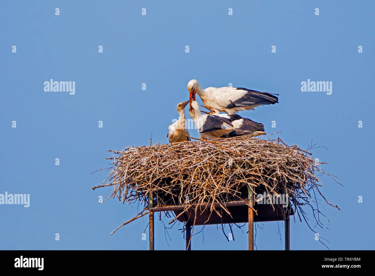 Cigogne Blanche (Ciconia ciconia), les jeunes oiseaux sont nourris dans le nid de cigogne, l'Allemagne, la Bavière Banque D'Images