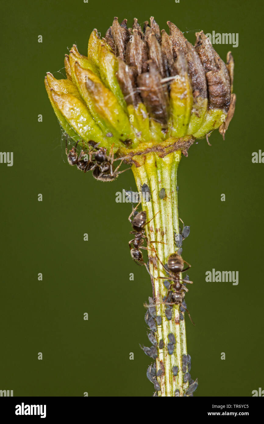 Fourmi Lasius brunneus (brun), brown fourmis sur une colonie de pucerons sur globeflower infructescence, Germany Banque D'Images