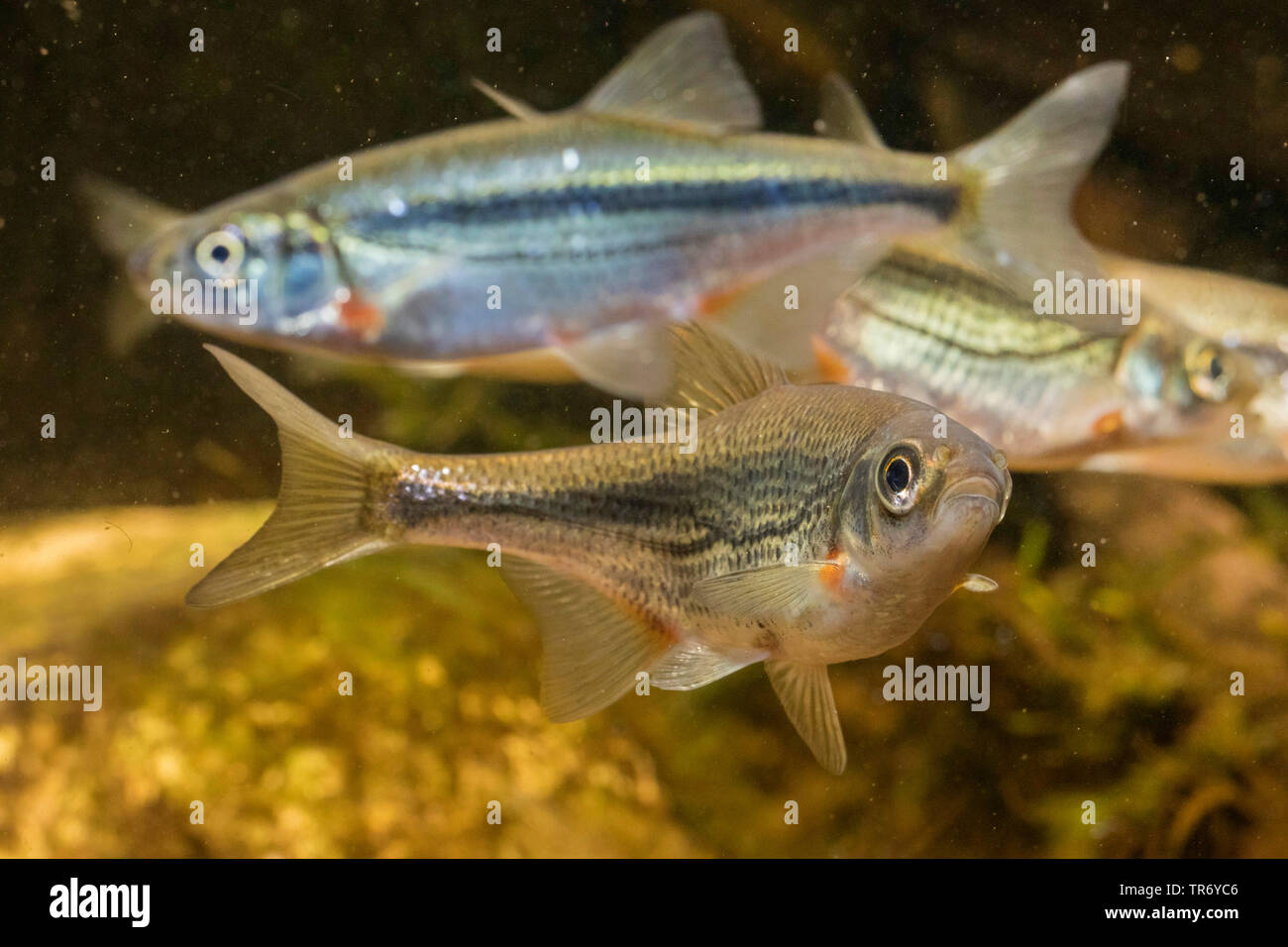 Boule de radiers, Schneider (Alburnoides bipunctatus), haut-fond dans le frai. Banque D'Images