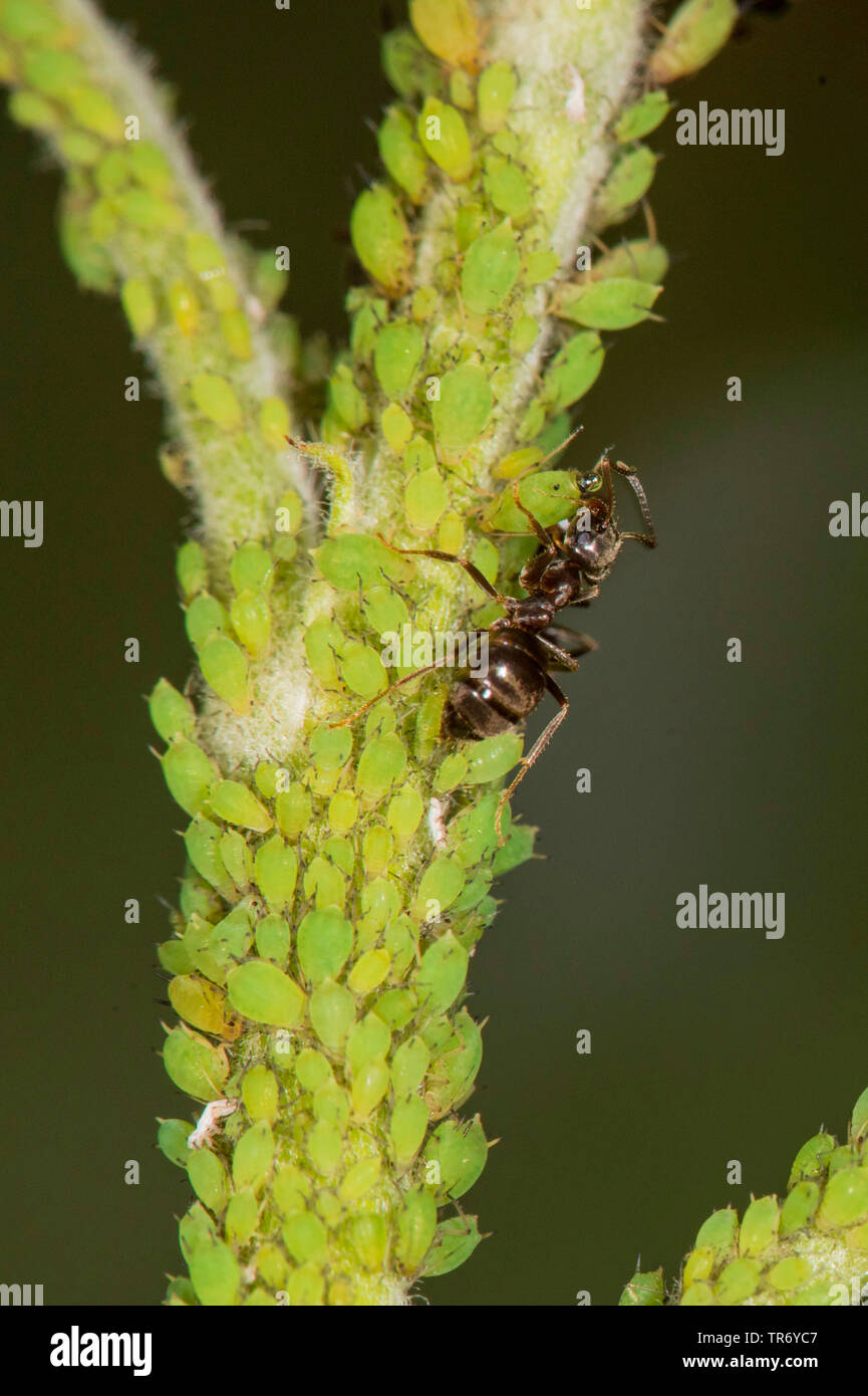 Brown (ant Lasius brunneus), traite dans une colonie de pucerons sur un Apple tree twig, Allemagne, Bavière, Isental Banque D'Images