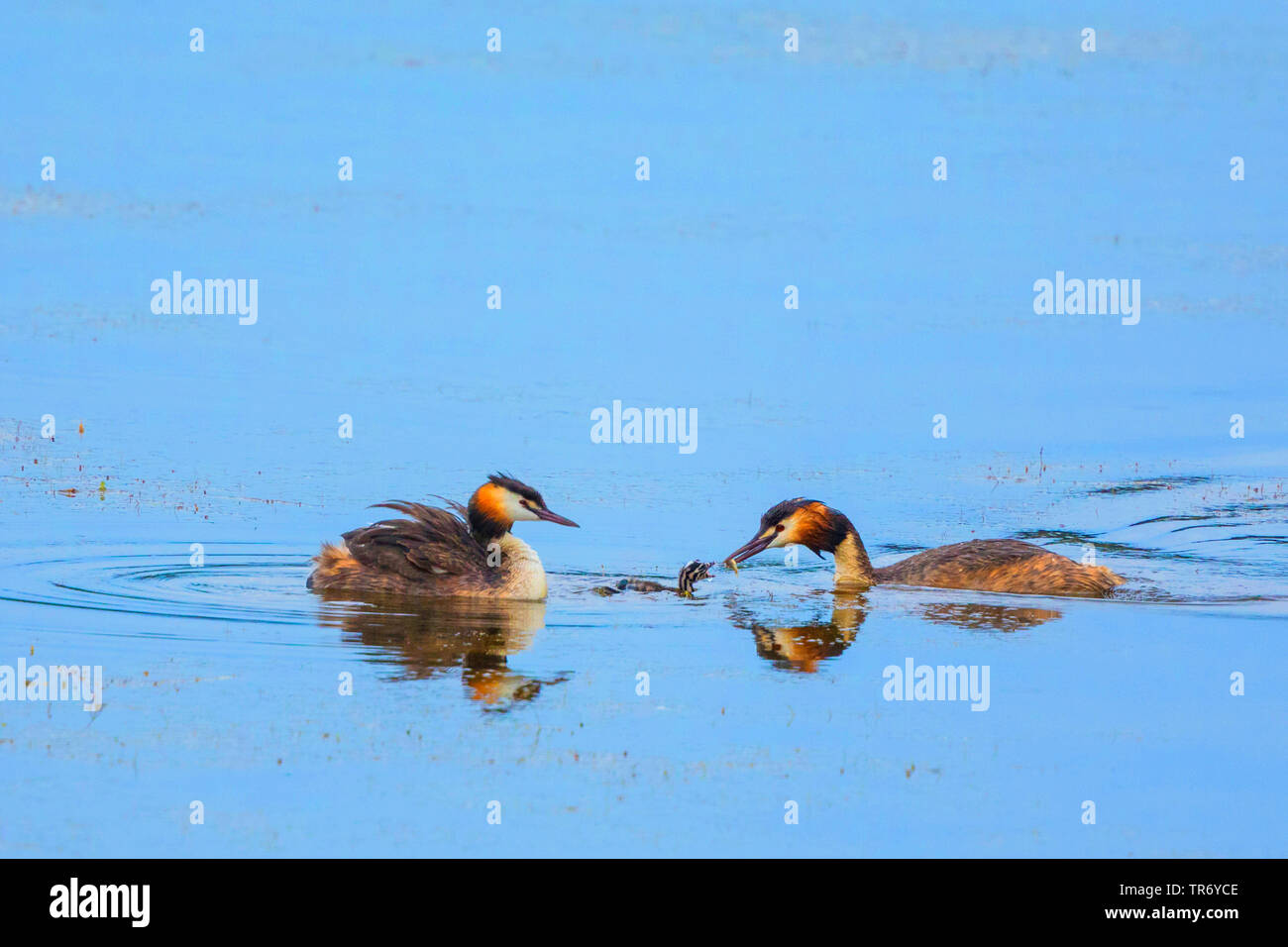 Grèbe huppé (Podiceps cristatus), la paire avec les jeunes, les jeunes oiseaux se nourrir d'oiseaux sur le poisson, l'Allemagne, la Bavière Banque D'Images